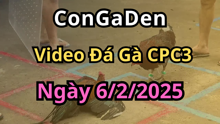 Full video đá gà cpc3 ngày 06/02/2025 đầy đủ nhất