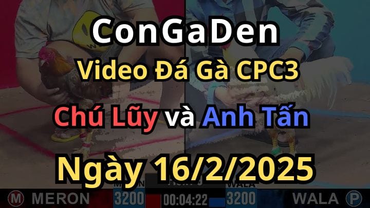 Gà Chú Lũy Như Con Gấu Đá Tới Tận An Giang Còn Nghe CPC3 Ngày 16/2/2025