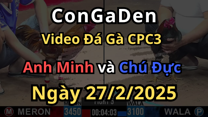 Trận Gà Khủng Bồ C3 Hôm Nay 27/2/2025