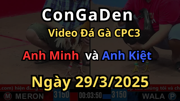 Gà Má Minh Đá Quá Thắm Xanh Ngủm Tại Chỗ CPC3 29/3/2/2025