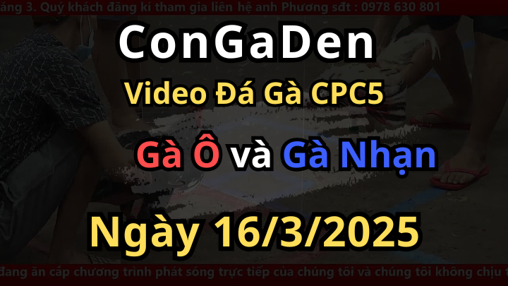 Con Gà Khỏe Nhất Bồ CPC5 Hôm Nay ngày 16/3/2025