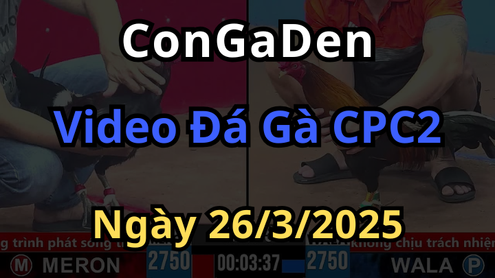 Full video đá gà trực tiếp cpc2 thomo ngày 26/3/2025 mượt nhất