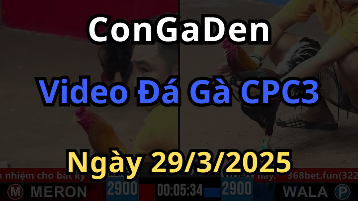 Video đá gà cpc3 ngày 29/3/2025 siêu hay