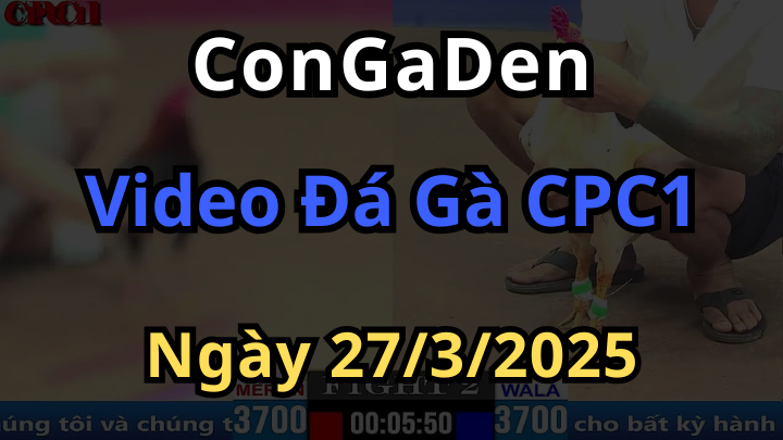 Clip đá gà trực tiếp CPC1 thomo ngày 27/3/2024 Congaden