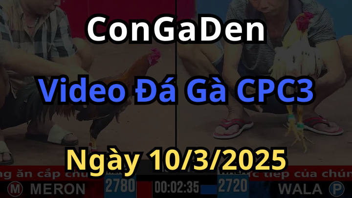 Clip đá gà cpc3 ngày 10/3/2025 Cực đỉnh