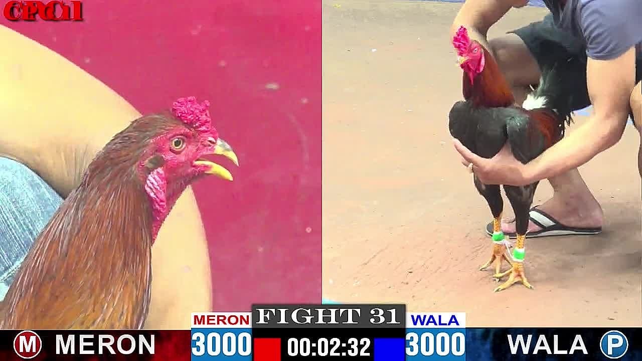 Tổng hợp video đá gà trực tiếp CPC1 ngày hôm qua - 24/4/2025