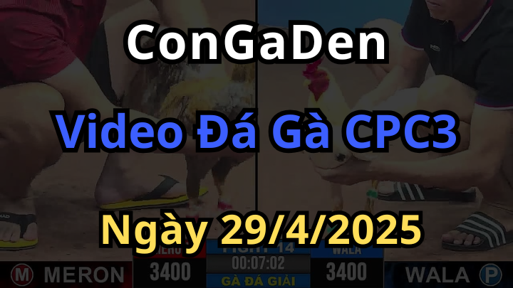 Video Siêu Giải Đá Gà CPC3 ngày 29/4/2025 Mới Nhất