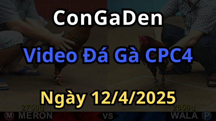 Xem full đá gà cpc4 bồ an giang ngày 12/4/2025