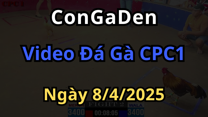 Video đá gà thomo cpc1 ngày 8/4/2025 có bình luận viên