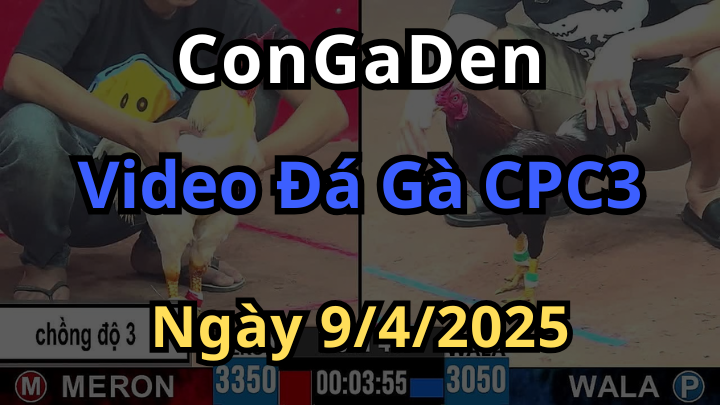 Full video đá gà cpc3 ngày 9/4/2025 sắc nét nhất tại Congaden
