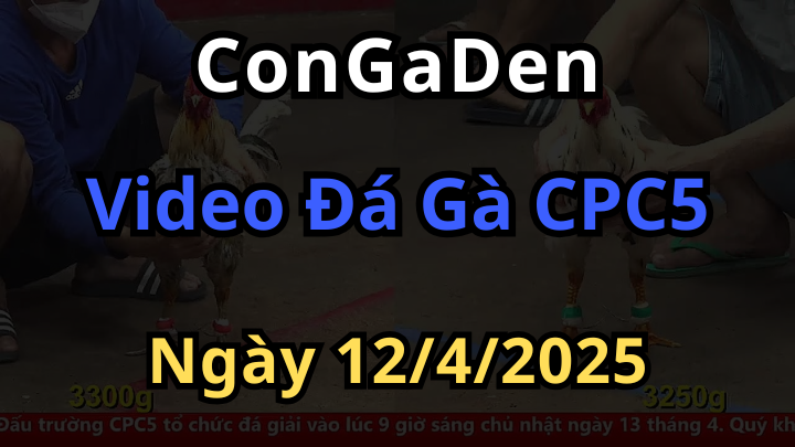 Tường thuật Đá Gà CPC5 ngày 12/4/2025 có bình luận