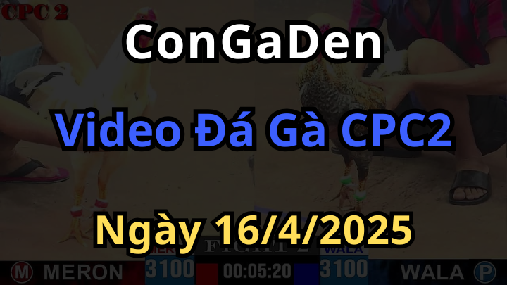 Xem lại các trận Đá Gà CPC2 ngày 16/4/2025 hay nhất hôm nay