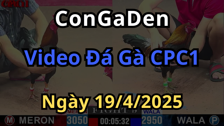 Phát trực tiếp Đá Gà CPC1 Campuchia ngày 19/4/2025