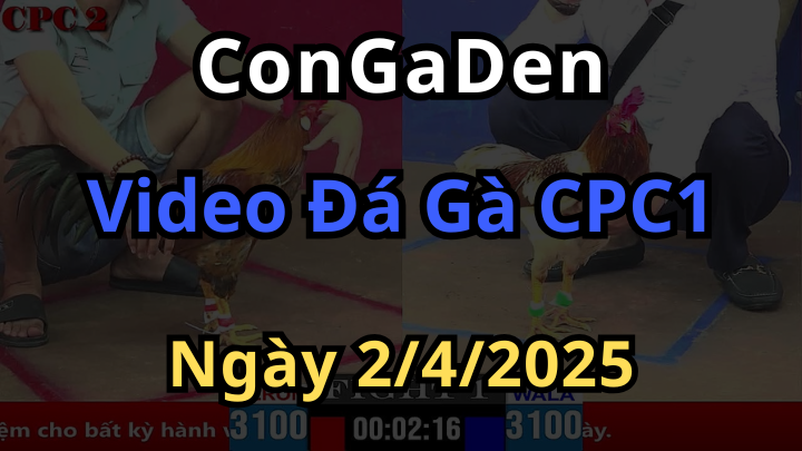 Phát lại đá gà trực tuyến cpc1 ngày 2/4/2025 siêu nét