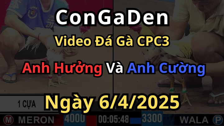 Trận gà chấp 7 chấm đẳng cấp nhất bồ CPC3 6/4/2025