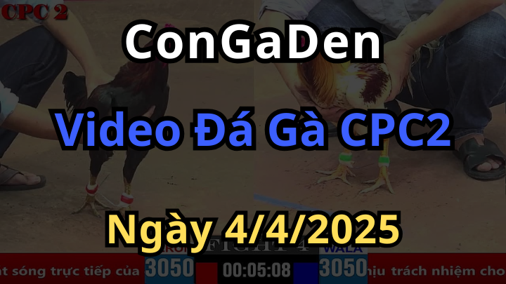 Xem đá gà thomo cpc2 hôm nay ngày 4/4/2025 cùng Congaden