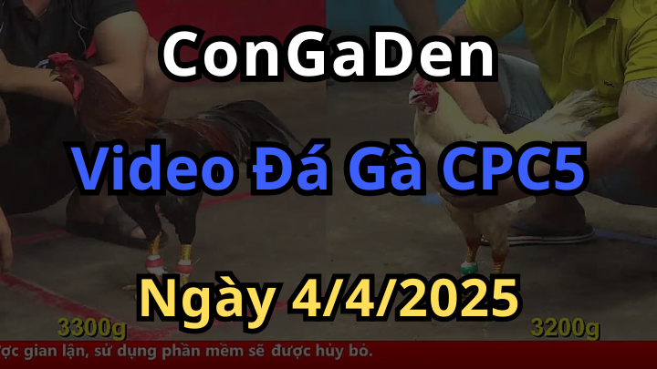 Xem trực tiếp đá gà cpc5 ngày 4/4/2025 phát lại