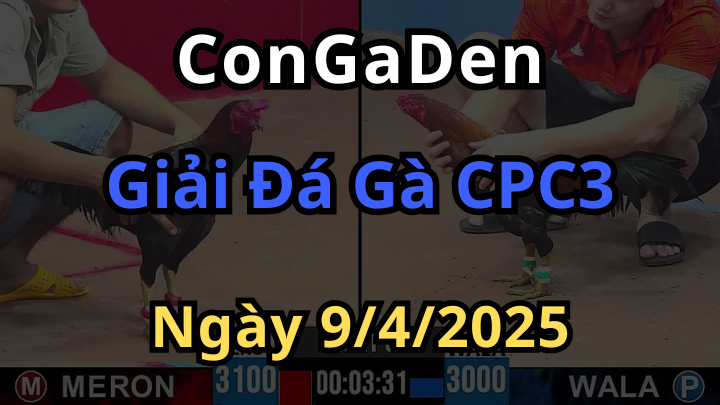 Xem đại hội Đá Gà CPC3 ngày 9/4/2025 cùng Congaden